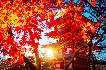 Landschap van Japan. Rode esdoornbladeren op een pagodeachtergrond. Rijzende zon naast een boeddhistische tempel. Japan landschap met de rijzende zon. Japanse esdoorn bladeren close-up. Reizen in Japan.