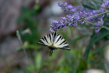 butterfly on a flower