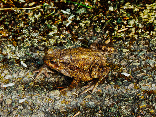 frog 