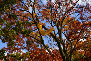 Ahorn mit bunten Blättern im Herbst