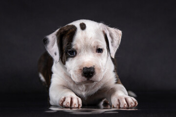 american staffordshire terrier puppy portrait