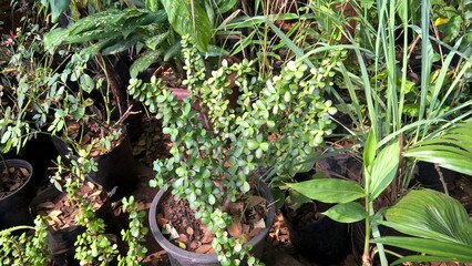Crassula ovata, commonly known as jade plant, lucky plant, money plant or money tree
