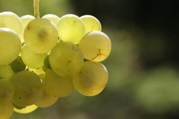 Ripe natural white grapes in autumn