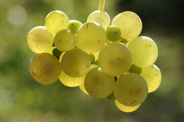 Ripe natural white grapes in autumn