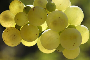 Ripe natural white grapes in autumn