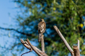 A Shikra sitting on a branch
