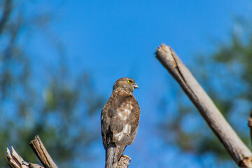 A Shikra sitting on a branch