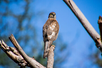 A Shikra sitting on a branch
