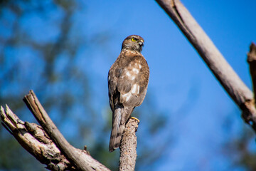 A Shikra sitting on a branch