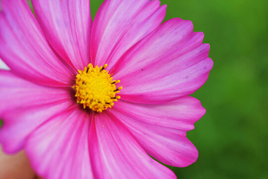 Open Pink Space Flower On Green Background