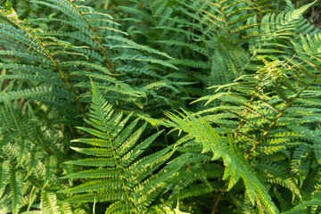 beautiful, natural, green fern plants with structure in the forest, Park in summer