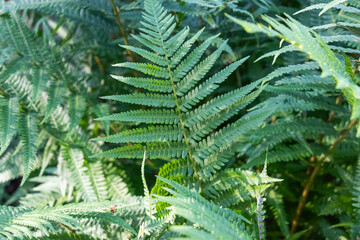 beautiful, natural, green fern plants with structure in the forest, Park in summer