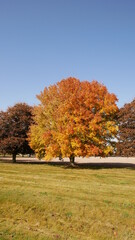 Fototapeta premium Autumn Leaves on Tree