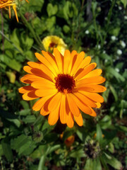 very beautiful flower english marigold