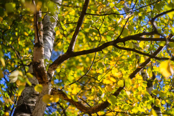 Autumn birch tree and leaves sunny background 