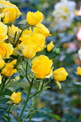 Yellow rose spray. Bushy multi-flowered rose.