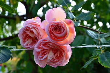 Bright pink rose.  Shrub park roses macro photography.  Delicate rose petals.  Rose Abraham Derby.  