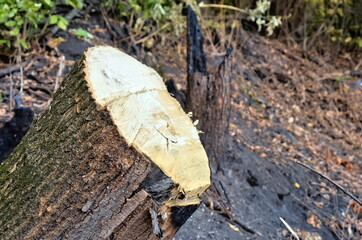Stump from a cut down burnt tree.  Destruction of nature.  Firewood preparation.  Deforestation.