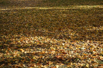 Herbstlaub auf Grünfläche