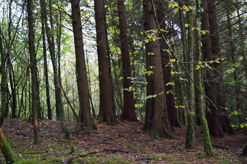Naklejka premium forest in spring