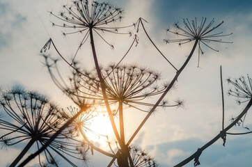 Dry inflorescences of Heracleum on  background of sun and sky