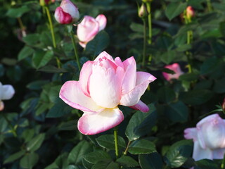 Fototapeta premium 薔薇の花のクローズアップ