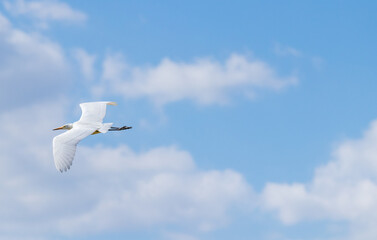 稲刈りの後エサを探すサギ
