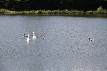 swans on the lake