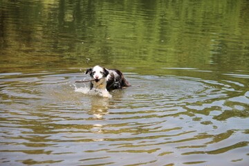 Blue merle border collie dog playing in water fetching a stick