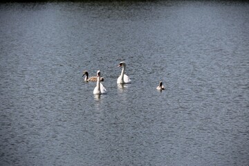 Fototapeta premium Swans and baby swans
