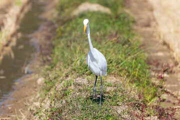 稲刈りの後エサを探すサギ