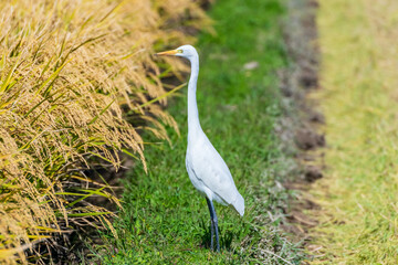 稲刈りの後エサを探すサギ