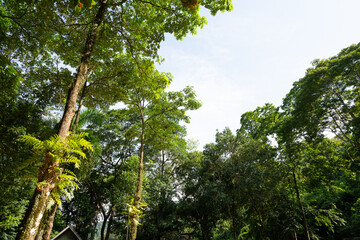 Beautiful plants and colorful plants Fern or moss Bring to the garden decoration Assembling a waterfall in the backyard, Thailand 2002-10-15