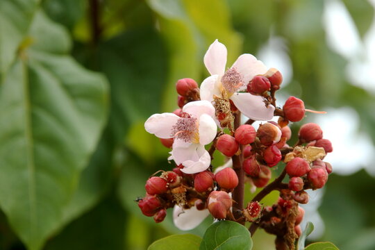 Light Pink Flower Blooming On Branch Of Achiote Tree Or Annatto Tree And Blur Background. 