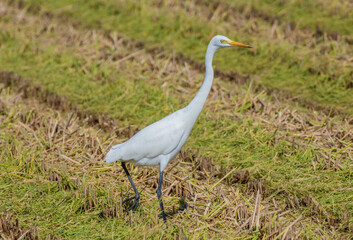 稲刈りの後エサを探すサギ