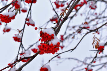 Clusters of red mountain ash in the snow on a tree