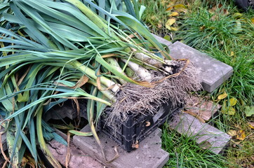 Harvest organic leeks.  Large onion bulbs with roots lie on the lawn.  Harvesting in the fall.