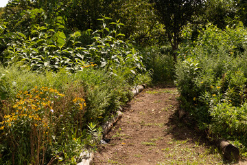 Nature Trail with Green Plants along the Riverfront of Randalls and Wards Islands in New York City during Summer
