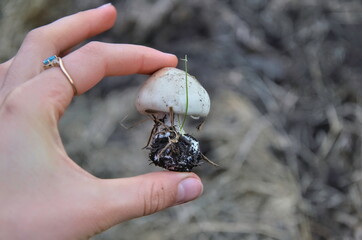 Fototapeta premium Wild champignon in a woman's hand. Delicious white mushroom in the wild. mycelium. Closeup. Blurred background.