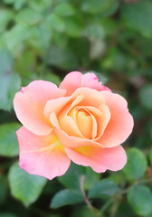 Peach rose among greenery on a bush in the park in autumn, selective focus, vertical orientation.