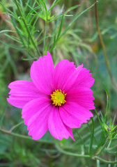 Obraz premium Bright pink, magenta cosmos flower on a flowerbed in a park in autumn, selective focus, vertical orientation.