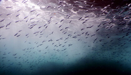 Costa Rica Pacific sea life