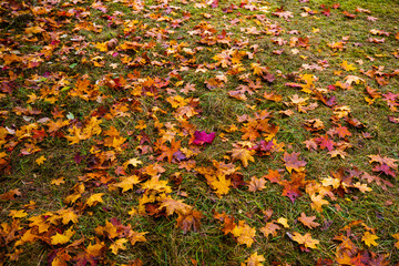 leaves as background for autumn with autumn leaves, background