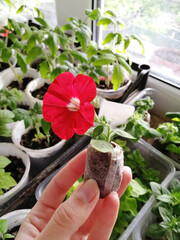 Bright red Petunia. A small rooted plant in a coconut pot. Petunia flower. Vertical photo