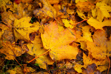 leaves as background for autumn with autumn leaves, background