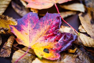 red leaves as background, autum