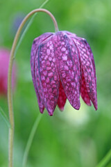 Fritillary flower in Spring