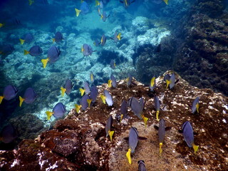 Fototapeta na wymiar Costa Rica Pacific sea life