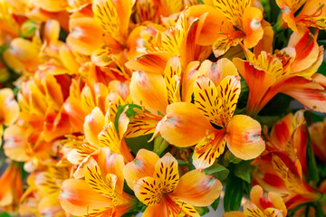 Fototapeta na wymiar Beautiful large fluffy bouquet of colorful, yellow alstroemeria