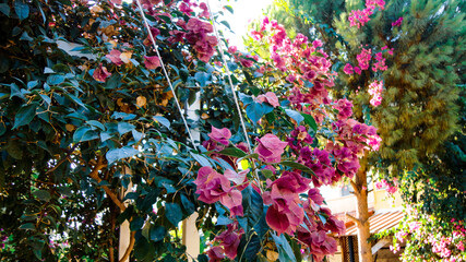 Colorful bougainvillea flower isolated on natural green background
